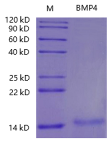 Recombinant Human BMP-4 Protein,His Tag
